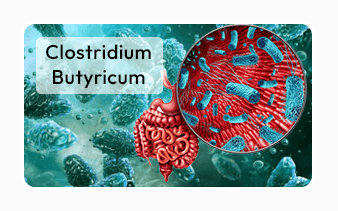 Trimology Weight™ Clostridium butyricum